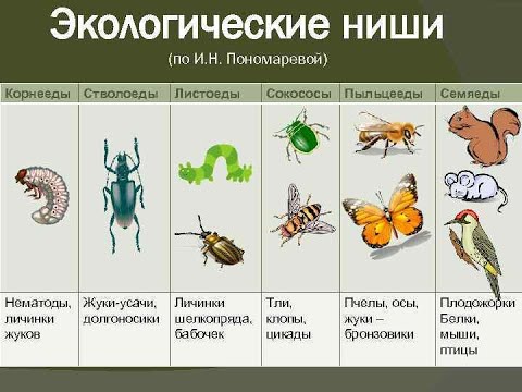 Биоценоз и прочие термины
