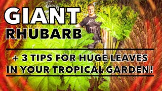 Unleashing the Gunnera Manicata & Tips for Giant Tropical Leaves!