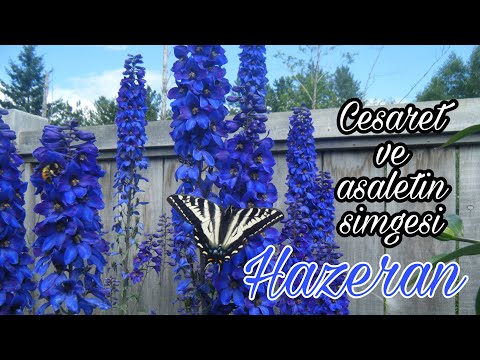 Video: Tohumdan Delphinium Yetiştirme – Delphinium Fideleri Nasıl Dikilir