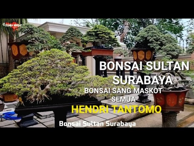 Bonsai Sultan Surabaya Bapak Hendri Tantomo class=