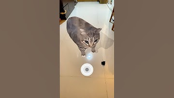 Funny Cat Spinning 😂 #shorts #trending #games #tiktok #filter