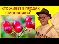 Кто Живет В Плодах Шиповника и Можжевельника? Энтомологический Эксперимент с Семенами?