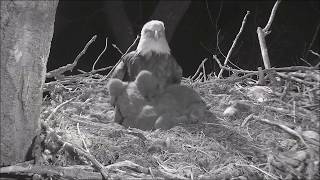 ONE OF DECORAH MOM'S EAGLETS GETS SPOOKED! FUNNY!!