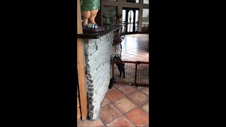 Smart Baby Goats Jumping The Gate