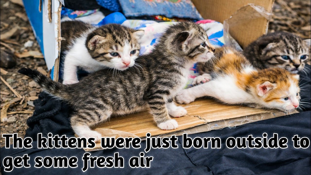 Little Kittens Playing Outside With Sounds in the Countryside.🐱🌿