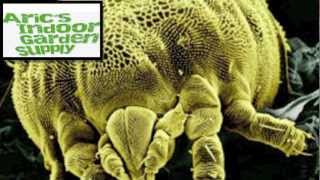 Kill Spider Mitesarics Indoor Garden Supply