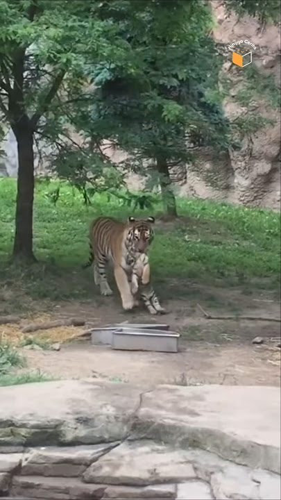 Harimau Mendekat Untuk Meminta Tolong!🐯 #shorts #harimau #animal