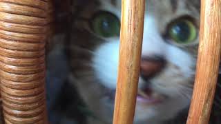 情けない声で鳴く猫　その１　180212