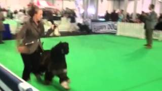 G by thendara show dogs 211 views 9 years ago 5 minutes, 53 seconds