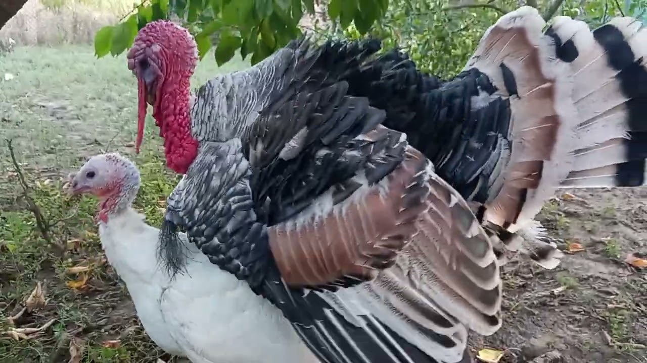 Індики.Turkey 🦃