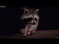 David Attenborough Discusses Raccoons | Life Of Mammals | BBC Earth