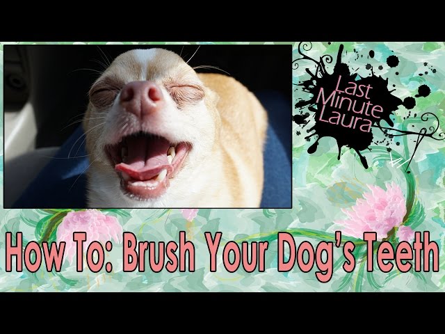 How to brush your dog's teeth – Veterinary Teaching Hospital