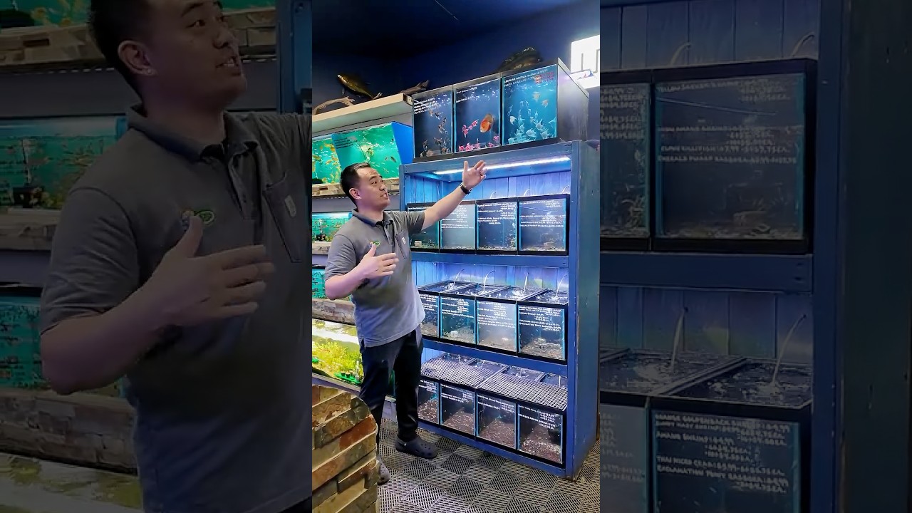 NEW Angelfish at Aquarium & Reptile Depot in Citrus Heights, California #aquarium #fish #fishtank