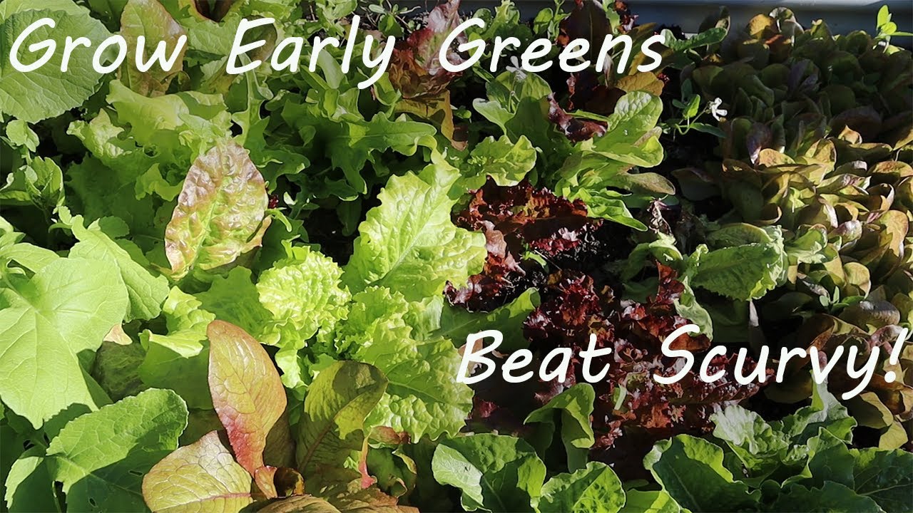 S1E3 Grow Early Greens For Better Health!