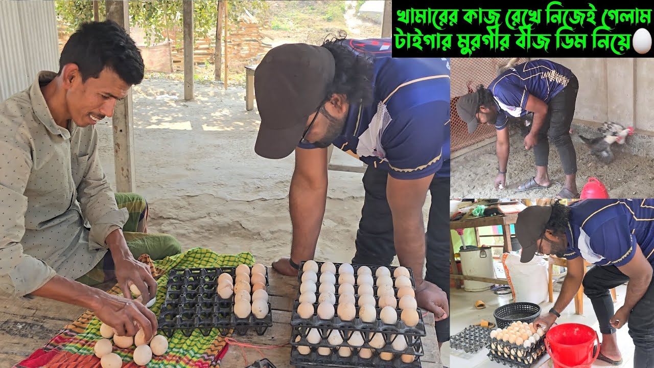 খামারের কাজ রেখে নিজেই গেলাম, টাইগার মুরগীর বীজ ডিম নিয়ে। 🥚