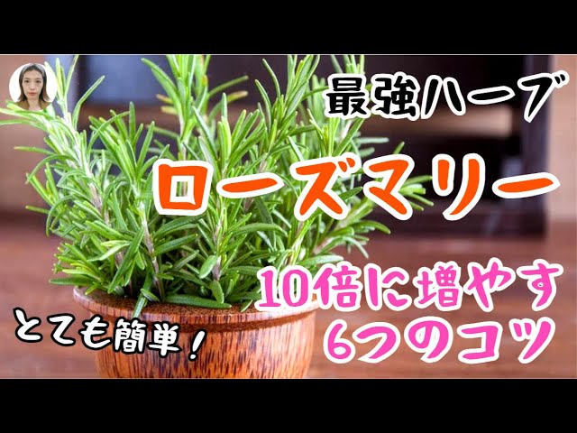 ローズマリー栽培、ローズマリーを無限増殖の6つの裏技！お金もいらず