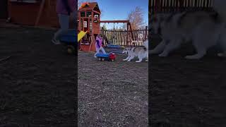 Маламутик играется с маленькой хозяйкой, щенячий восторг 2020 год.♥️#animals #reels #pets #shorts