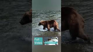 Katmai National Park Bear Scratching Back and Soaking #katmai #bears #nationalparks #alaska #bear
