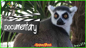 Chi sono i lemuri animali?