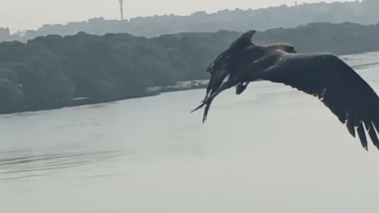 travel with flytonature At kemari neti jeti bridge