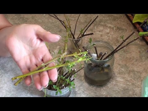 Настой из ивы - лучший природный корнеобразователь для черенков и ...