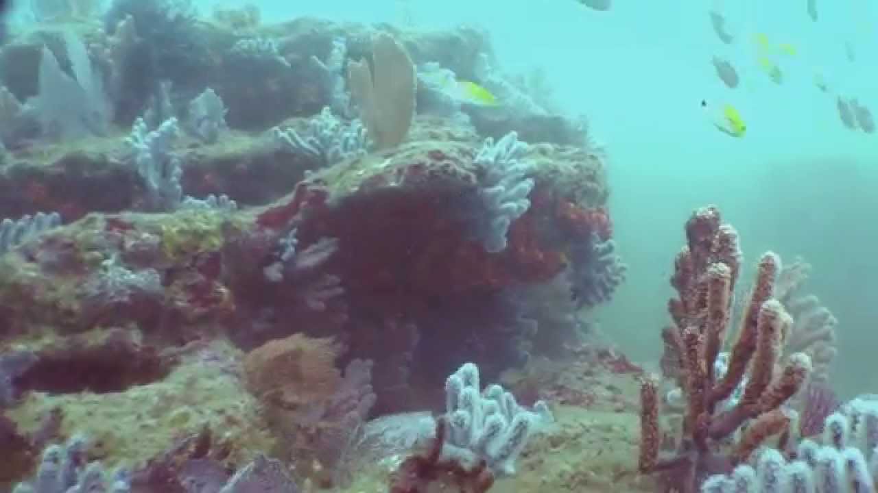 Galera San Francisco Marine Reserve, Ecuador YouTube