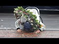 WATCH: Felix Rosenqvist kisses Yard of Bricks after winning 2026 Indy 500