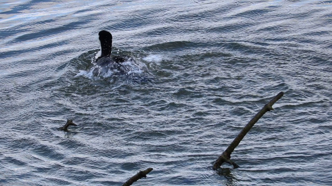 Pied shag bathing