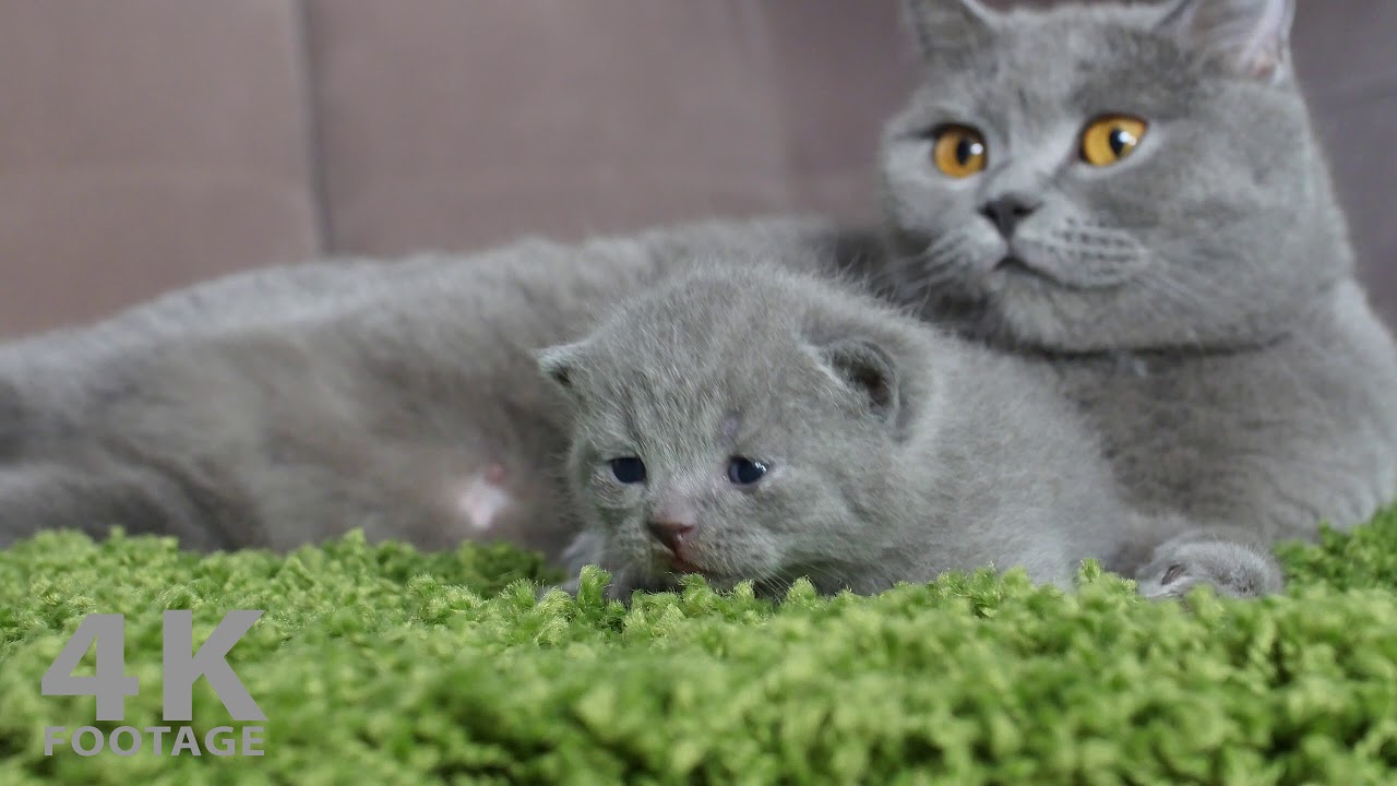 British Shorthair Kittens with Mother Relax on Green Rug - 4K footage