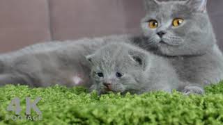 British Shorthair Kittens with Mother Relax on Green Rug  4K footage