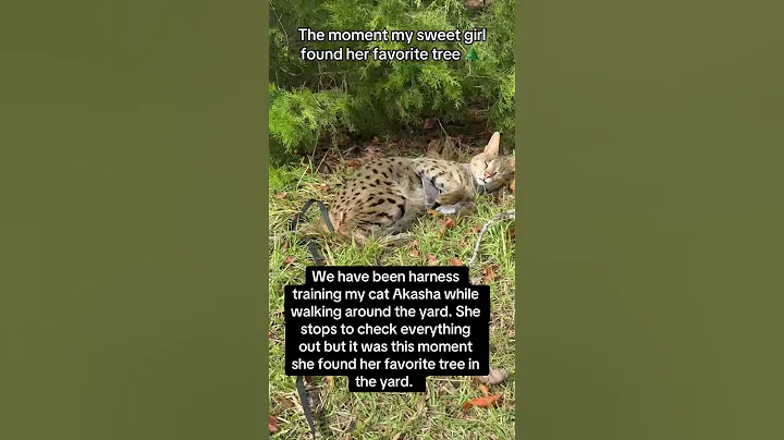 Video 11480321: savannah cat walking, savannah cats love