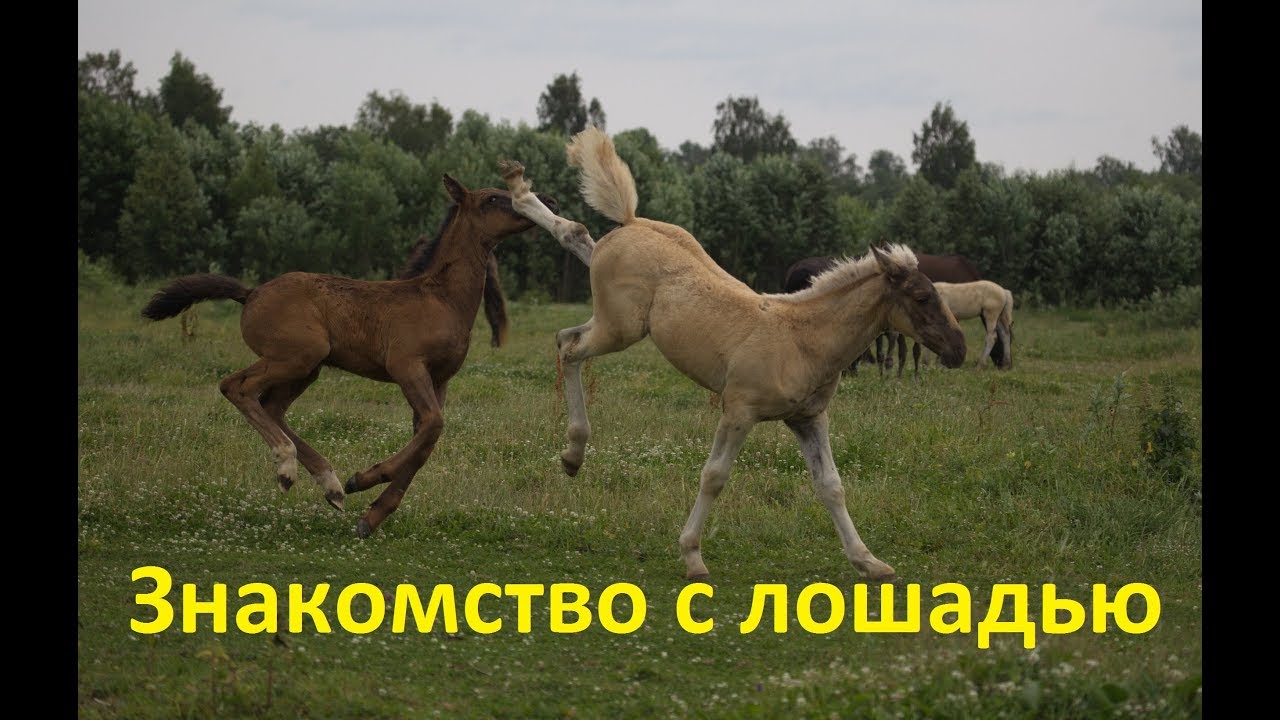 Как правильно познакомиться с лошадью? А надо ли...? - YouTube