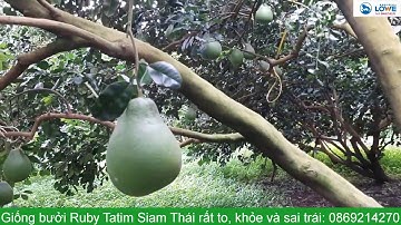 Video trả lời câu hỏi giống bưởi Ruby Thái Lan có sai quả không?