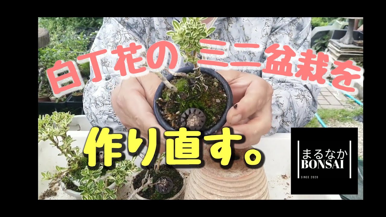 ハクチョウゲを直す まるなかbonsai ミニ盆栽 盆栽 Bonsai Youtube ハクチョウゲを直す まるなかbonsai ミニ盆栽 盆栽 Bonsai Youtube
