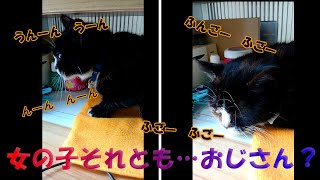 ねこーず すごいいびきをかく猫が可愛い ぷー Part2 Great Snoring Cat Youtube