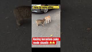 Saya rasa mereka tidak mau melakukan fatality ๐๐ #game #mortalcombat #meme #funnycat # #cat Saya rasa mereka tidak mau melakukan fatality ๐๐ #game #mortalcombat #meme #funnycat # #cat