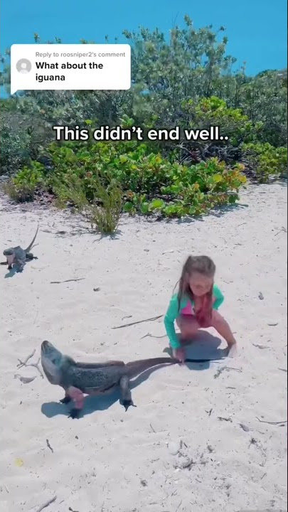 When petting iguanas didn’t go well #exuma #iguana