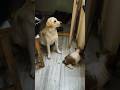 Intha koorunteyammo #rio #doglove #pets #furbaby #shortvideo #shorts