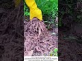 Man Digs Traditional Chinese Herb Tian Men Dong (Asparagus Root) with Hoe 🌿⛏️