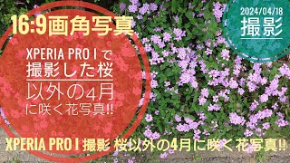 Xperia pro i で撮影した桜以外の4月に咲く花写真‼🌼🤗🐬🐬【2024/04/18撮影】