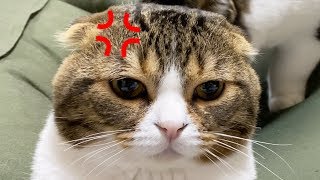 ウザ絡みする子猫にガチギレ5秒前のパパ猫