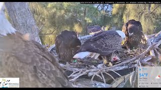 Download Lagu Wildlife Rescue of Dade County - Ron z dostawą do samodzielnego jedzenia 2026 02 08 MP3