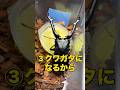 昆虫ゼリーを食べてはいけない本当の理由 #クワガタ #飼育
