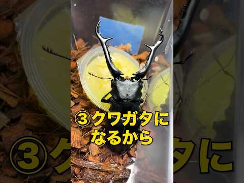 昆虫ゼリーを食べてはいけない本当の理由 クワガタ 飼育