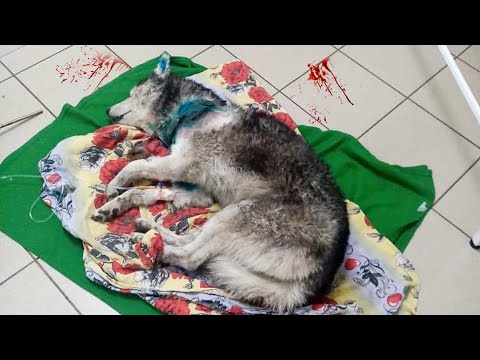 MALAMUTE TORE UP HUSKY