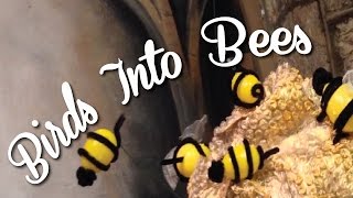 Barrys Birds into Bees