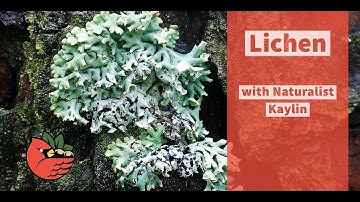 Lichen