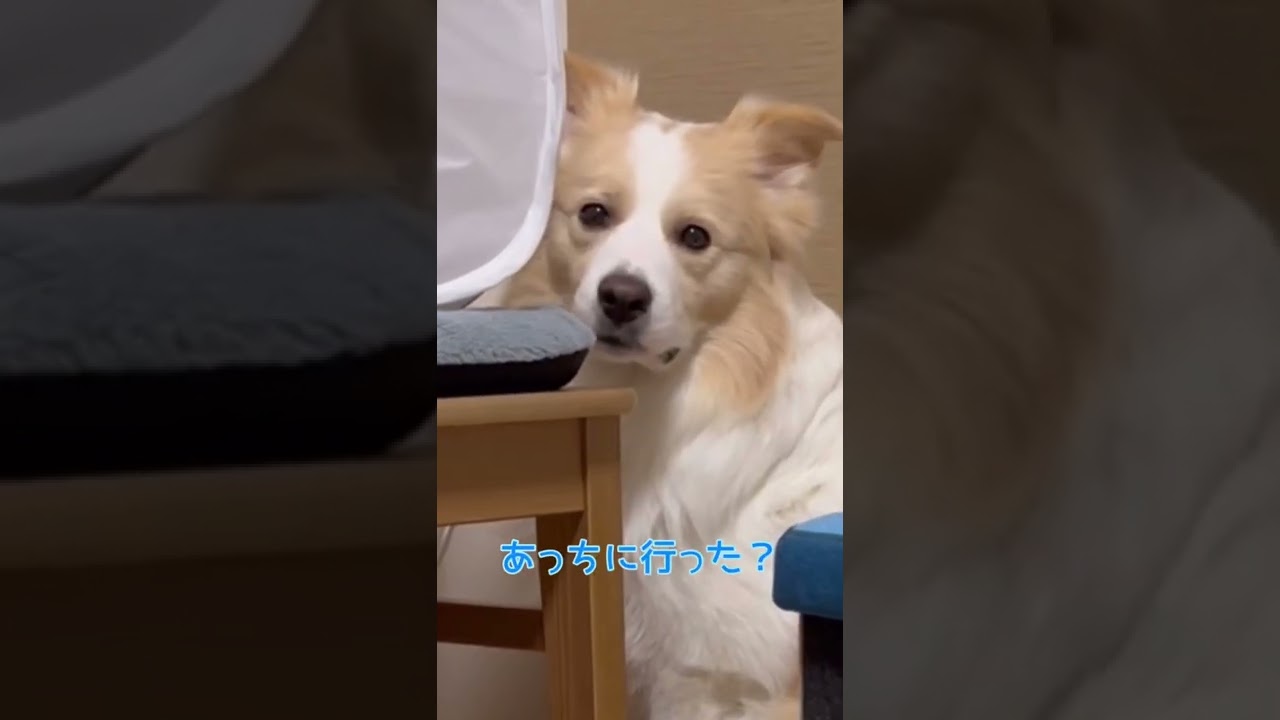 自分より小さな体の猫に怯える犬 ボーダーコリー Shorts Youtube