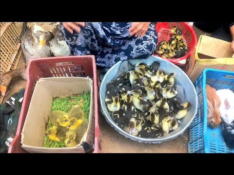 BirdPrices What A Shock For The Buyer A Dramatic Drop In Prices For All Types Of Birds Pric