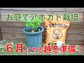 【アボカドの越冬準備】アボカド越冬の為に夏前の今やるべき作業はこれだ！